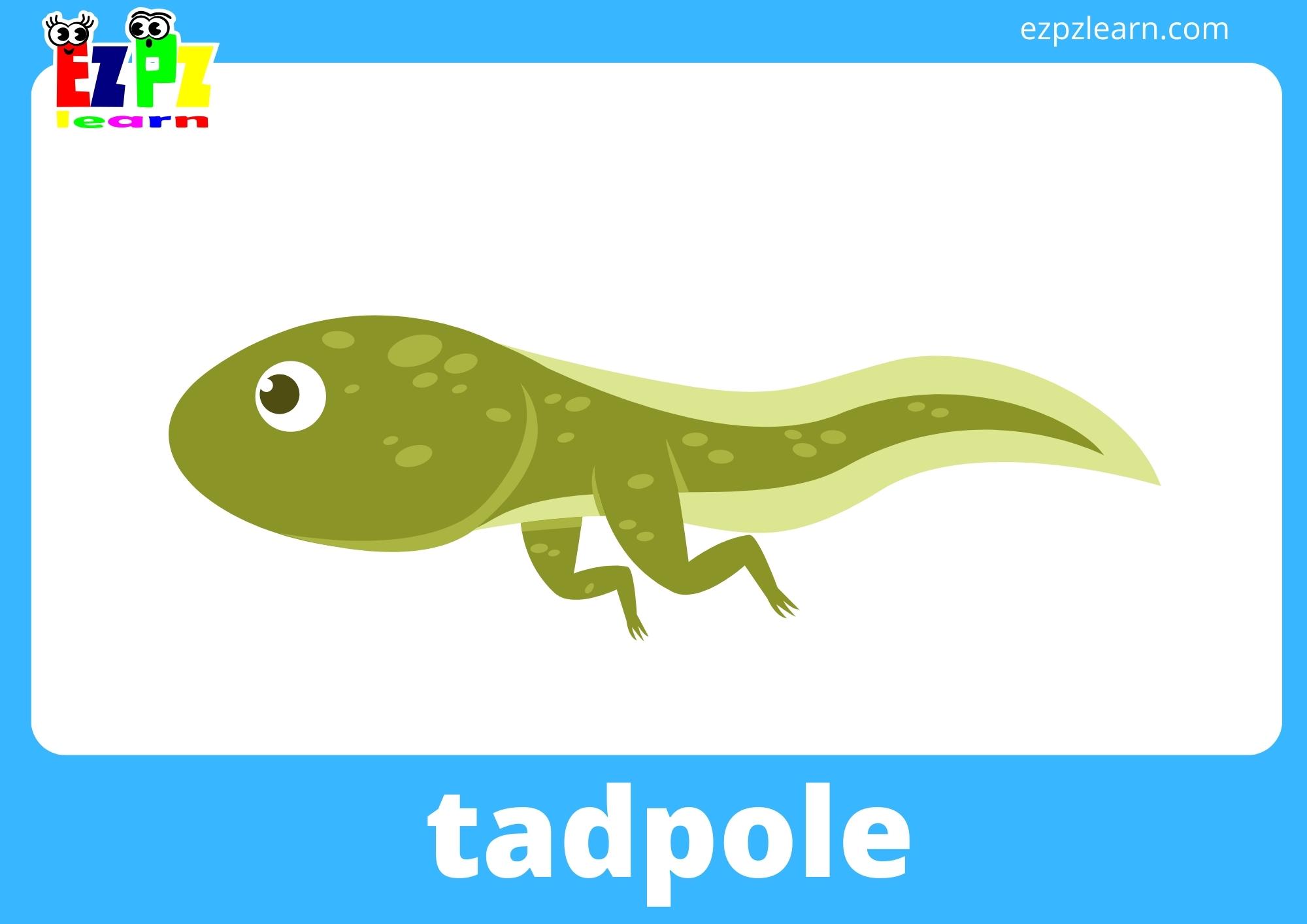 tadpole